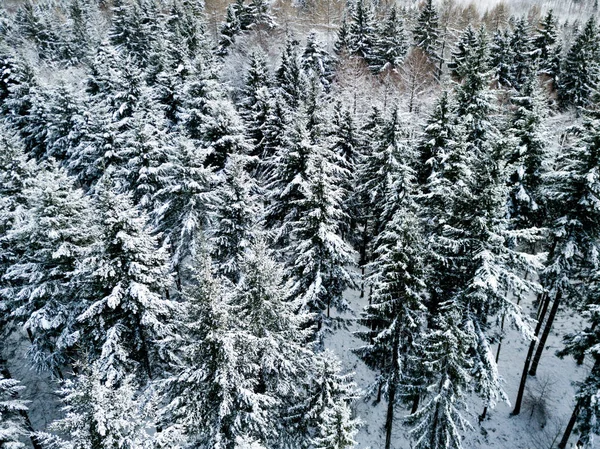 雪の中でモミの木の空中ビュー屋根付きの冬の風景 — ストック写真