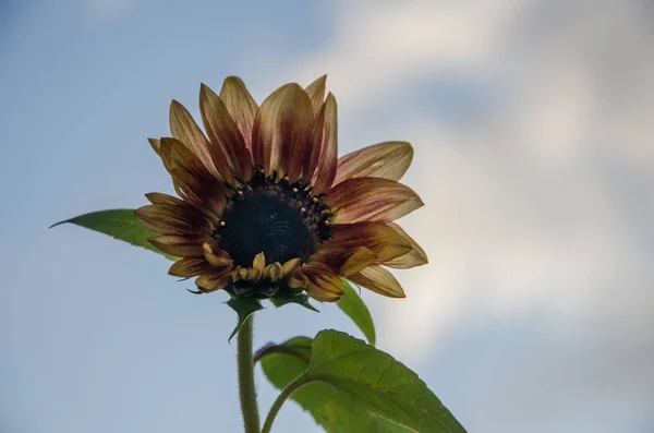 Einzelne Sonnenblume Vor Bewölktem Himmel — Stockfoto