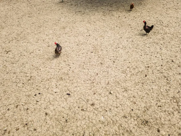 Overhead View Chicken Hens Enclosure Brown Earth Underground — ストック写真