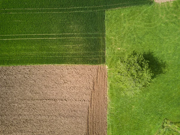 Αεροφωτογραφία Απομονωμένου Δέντρου Αγροτικό Τοπίο — Φωτογραφία Αρχείου