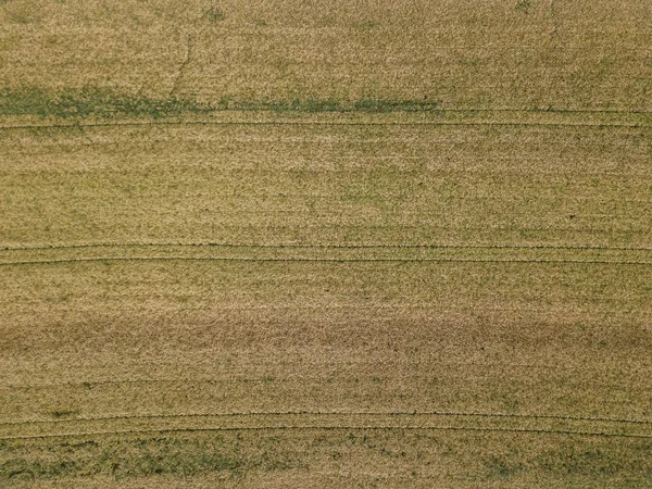 Vista Aerea Del Campo Grano Con Struttura Vegetale — Foto Stock