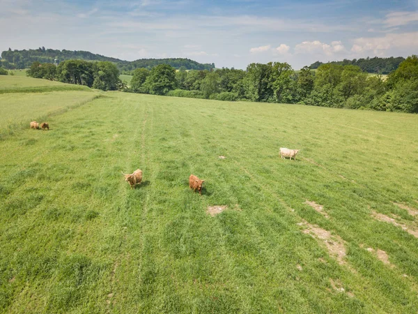 Вид Воздуха Стадо Рогатого Скота Зеленом Лугу Швейцарии — стоковое фото
