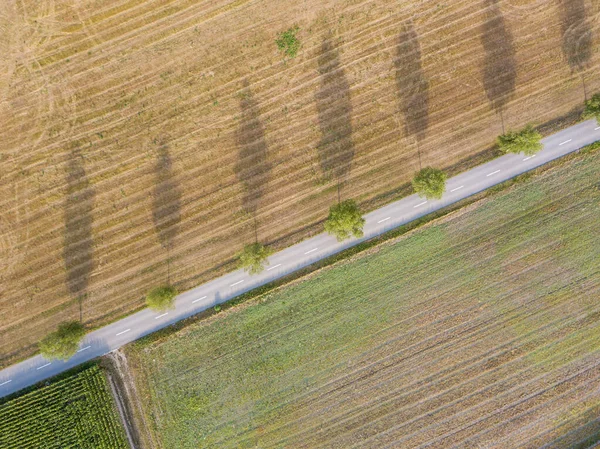 Luftaufnahme Einer Straße Mit Bäumen Entlang — Stockfoto
