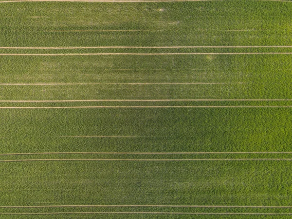 Veduta Aerea Del Campo Colza Giallo Luce Serale Svizzera — Foto Stock