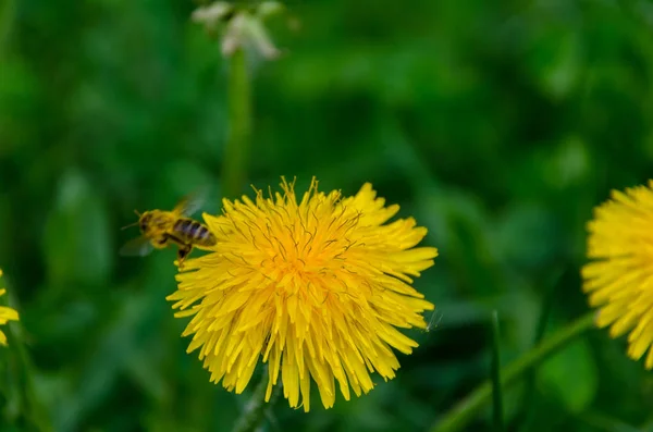 Sarı Karahindiba Çiçeği Baharda Döllenen Arı — Stok fotoğraf