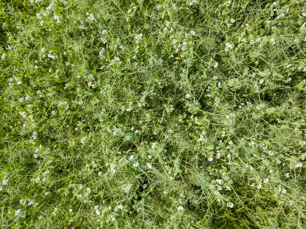 緑の牧草地の空中風景 — ストック写真