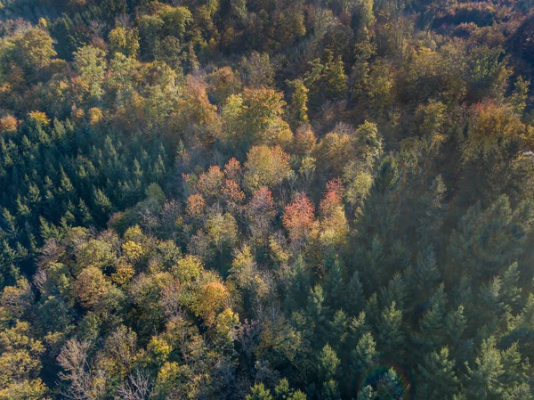 Вид Воздуха Желтые Деревья Осенью — стоковое фото