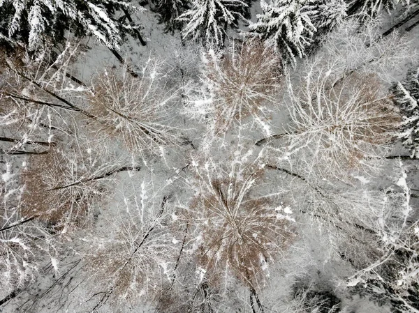 Vista Aérea Abetos Paisaje Invernal Cubierto Nieve — Foto de Stock