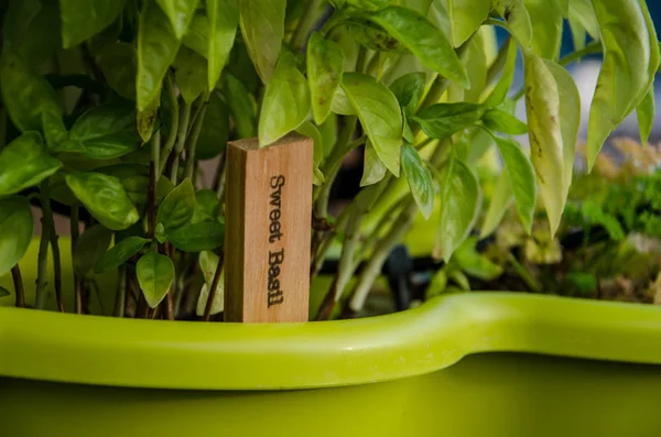 Maceta Con Albahaca Dulce Etiquetada — Foto de Stock