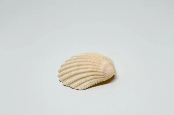Oggetto Shell Sfondo Bianco — Foto Stock