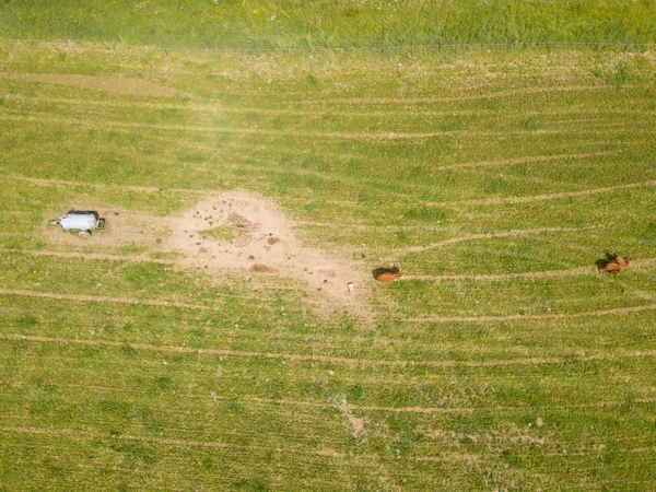 Veduta Aerea Del Gregge Bovini Sul Prato Verde Svizzera — Foto Stock