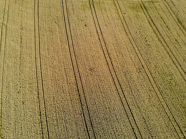 Aerial View Harvested Wheat Field Tire Tracks Structure — Stock Photo, Image