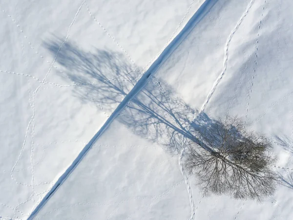 Flygfoto Enskilda Isolerade Träd Snötäckt Äng — Stockfoto
