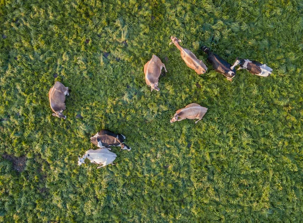 Aerial View Flock Cattle Green Meadow Switzerland — Stock Photo, Image