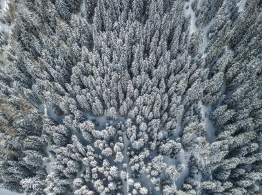 Karla kaplı köknar ağaçlarının hava manzarası