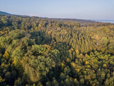 Kırsal alanda orman manzarası