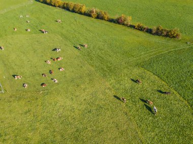 İsviçre 'deki yeşil çayır üzerindeki sığır sürüsünün havadan görünüşü