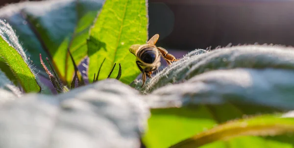 Wildbiene Abendsonnenlicht Grünen Blatt Nahaufnahme Mit Geringer Schärfentiefe — Stockfoto