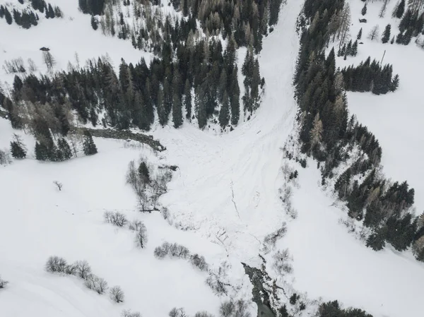 Vista Aérea Abetos Cubiertos Nieve — Foto de Stock