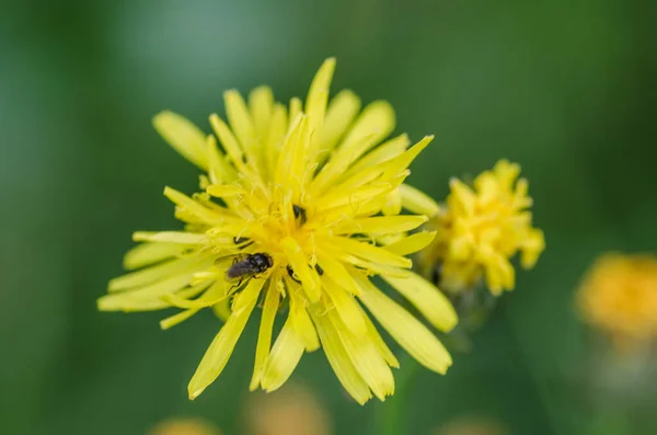 Żółty Kwiat Mniszka Lekarskiego Wiosennym Zapylaniem Pszczół — Zdjęcie stockowe