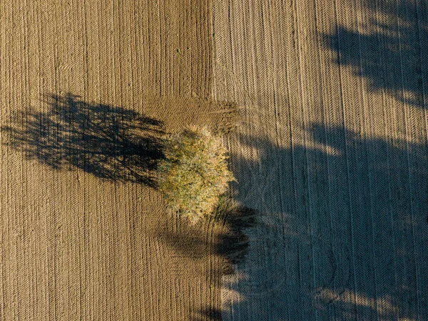 Vista Aérea Uma Única Árvore Campo Agrícola — Fotografia de Stock