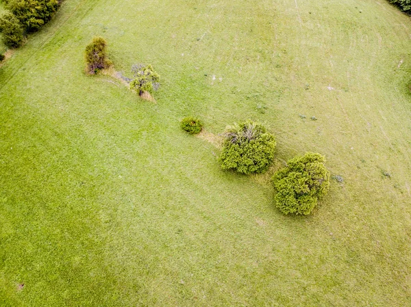 Vista Aérea Árvores Campo Trigo — Fotografia de Stock