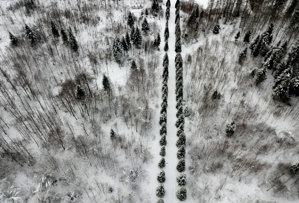 雪に覆われたモミの木の空中風景 — ストック写真