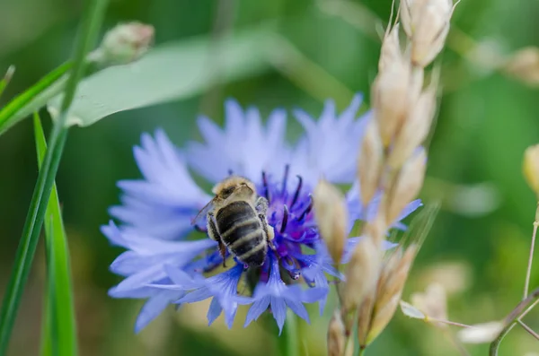 Синя Квітка Бджолиним Запиленням Навесні — стокове фото
