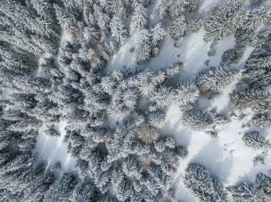 Karla kaplı köknar ağaçlarının hava manzarası
