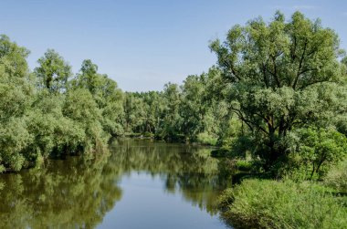 Lush trees on river bank in wild landscape along Inn river clipart