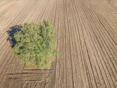 Toprak alanda izole edilmiş yeşil ağacın havadan görünüşü