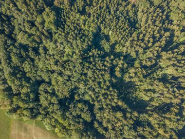 Aerial view of forest in Switzerland, Europe. Conifer trees from above clipart