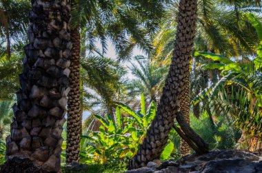Wild palm trees in plantation in Oman