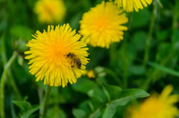 Flor Dente Leão Amarelo Com Polinização Abelhas Primavera — Fotografia de Stock