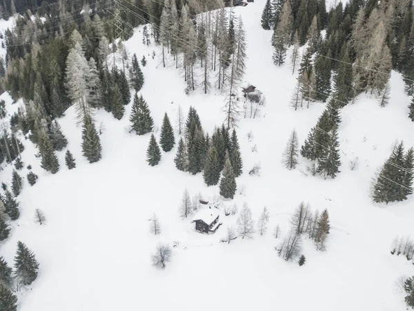 Vista Aérea Abetos Cobertos Neve — Fotografia de Stock