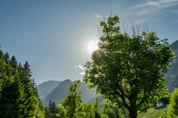 Sun Glare Lush Green Tree Front Blue Sky — 스톡 사진