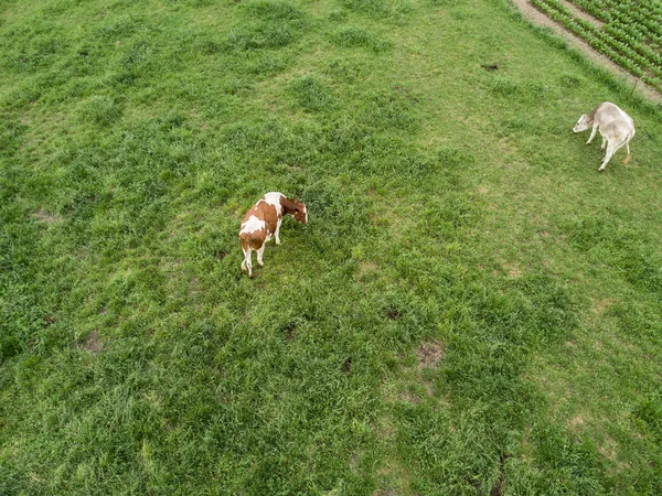 Aerial View Flock Cattle Green Meadow Switzerland — 스톡 사진