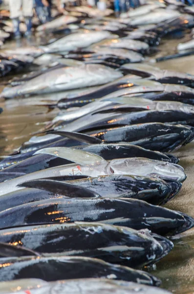 日本の魚市場のマグロの魚が地面にあるホールに横たわっている — ストック写真