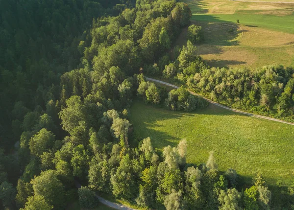Вид Воздуха Зеленый Лес Вечернем Свете — стоковое фото