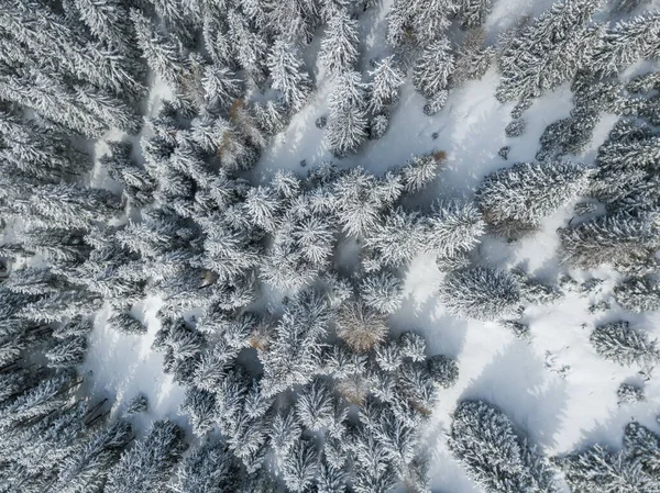 雪に覆われたモミの木の空中風景 — ストック写真