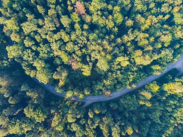 Letecký Pohled Cestu Lesem Švýcarsku — Stock fotografie