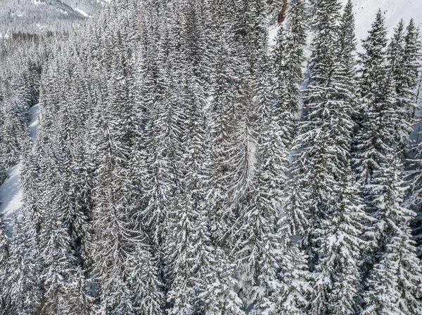 Vista Aérea Vale Remoto Alpes Suíços Com Abetos Cobertos Neve — Fotografia de Stock