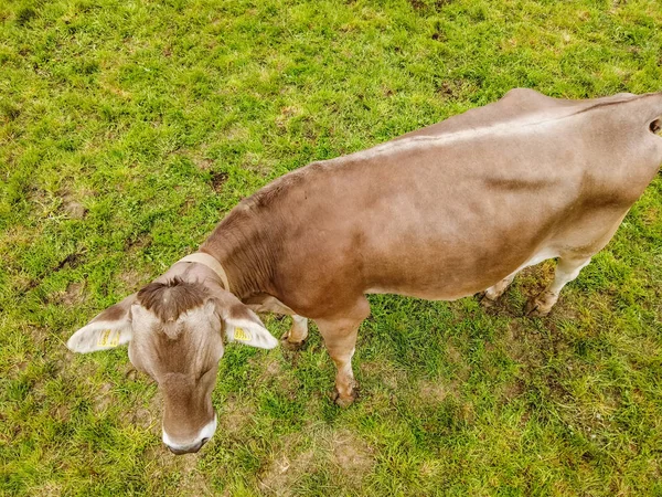 Overhead view of cow on green pasture.
