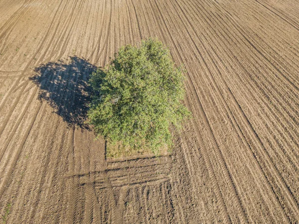 Luftaufnahme Eines Isolierten Grünen Baumes Auf Einem Feldweg — Stockfoto