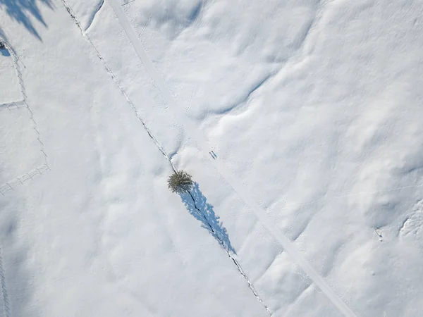 Flygfoto Enskilda Isolerade Träd Snötäckt Äng — Stockfoto