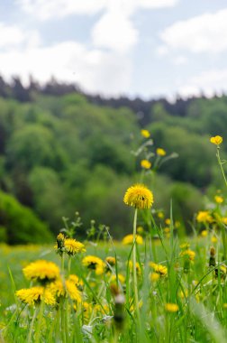 Baharda yemyeşil çayırlarda sarı karahindiba çiçeği