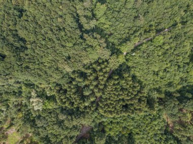 Aerial view of tree tops on background
