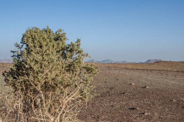 View on deserted landscape in Oman with bush in foreground