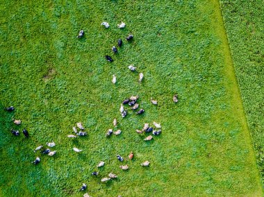 İsviçre 'deki yeşil çayır üzerindeki sığır sürüsünün havadan görünüşü