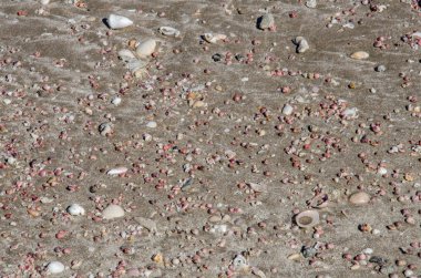 Sahilde deniz kabukları, yakın plan.